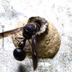 Wasp Builds a Nest