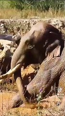 Retraso en la autorización para la propuesta de controlar la creciente población de hipopótamos en Colombia