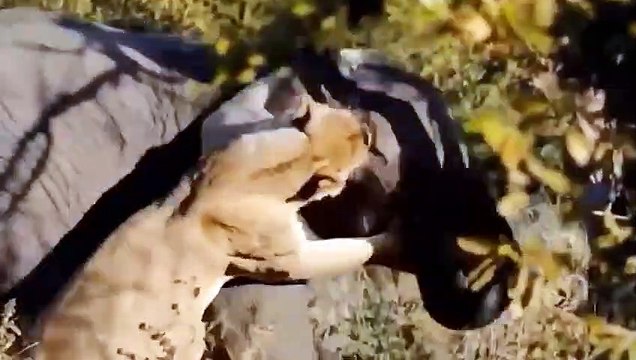 Poor! The Mother Elephant Tries Her Best To Resist The Sudden Attack Of The Lions While Giving Birth