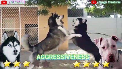 Pitbull VS Husky Real Fight - Husky VS Pitbull 2021 - Tough Creatures