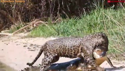 Top 10 Strongest Animals Who Think Crocodile Is Easy Prey! - Blondi Foks