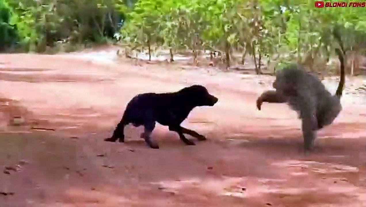 Mother Monkey Attacks 250 Dogs to Revenge Her Baby in India - Blondi Foks