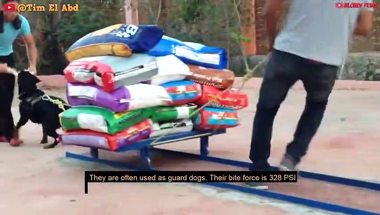 Top 10 Most Muscular Dog Breeds In The World - 10 Most Muscular Dogs Of ALL TIMES