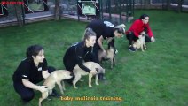 Belgian Malinois Puppies Attack & Bite Training