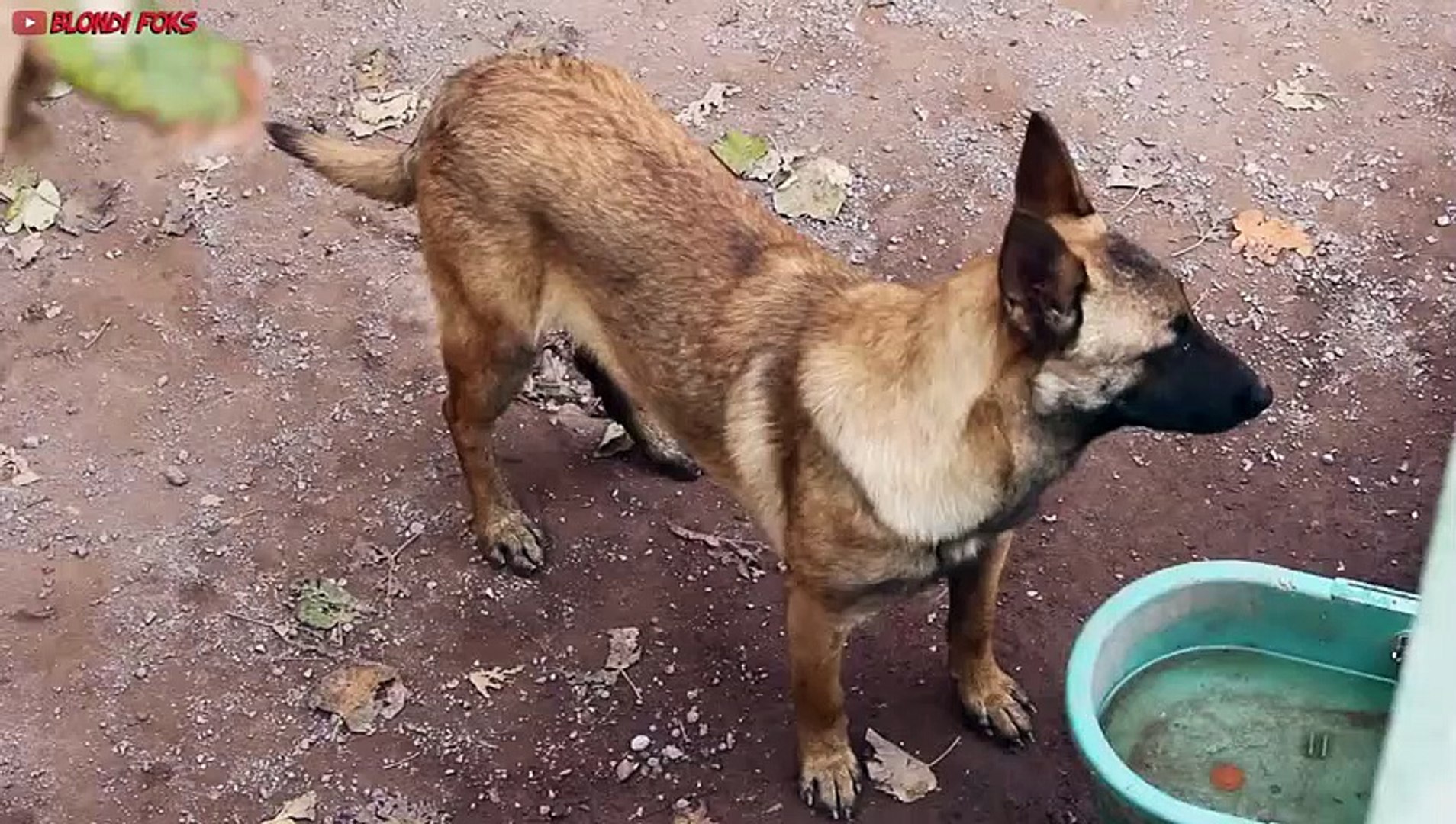 ⁣Belgian Malinois Bath Time & Grooming ASMR