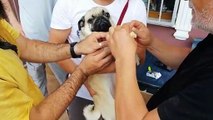 Pug needs swim for its health (broken leg) - How dogs are psychologically treated