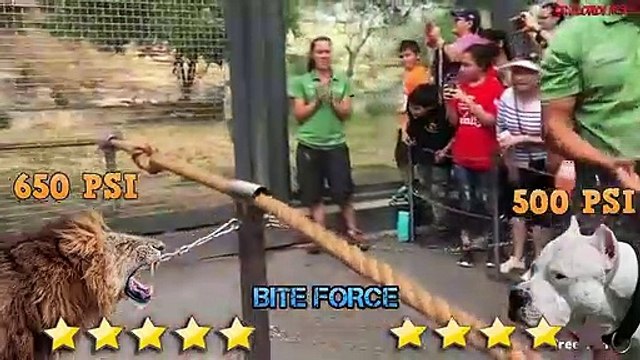 Dogo Argentino VS Lion - Lion VS Trained Dogo Argentino Real Fight - Blondi Foks