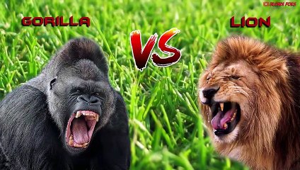 Gorilla vs Lion: The Ultimate Battle of Power and Speed 🦁🦍