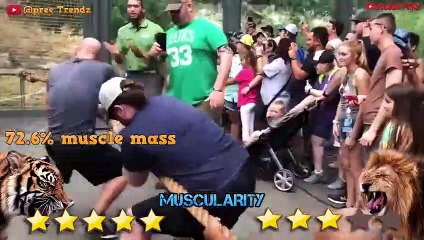 Lion VS Tiger - Tiger VS Lion Fight Real Video - Blondi Foks