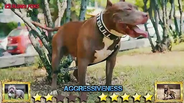 American Bully VS Pitbull - Pitbull VS American Bully Real - Blondi Foks