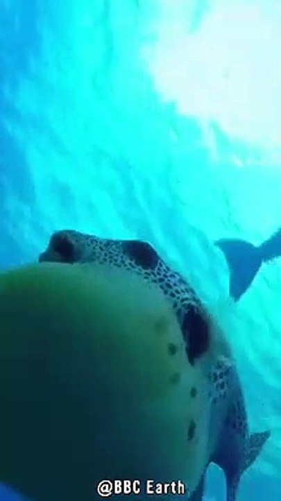 Delfine Gönnen Sich Kugelfisch