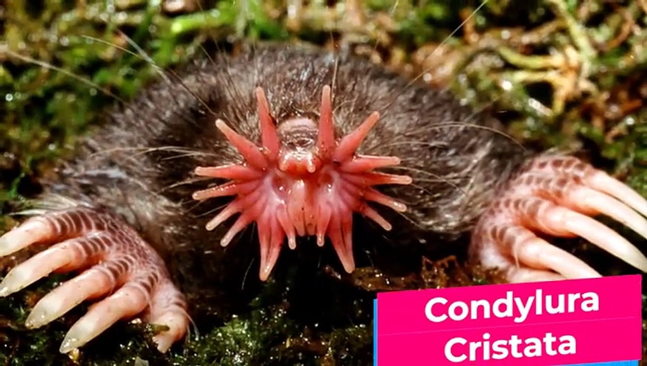 13 Gefährlich Aussehende Tiere Die In Wirklichkeit Harmlos Sind