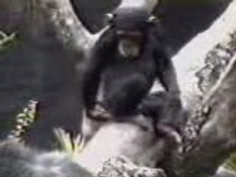 MONKEY