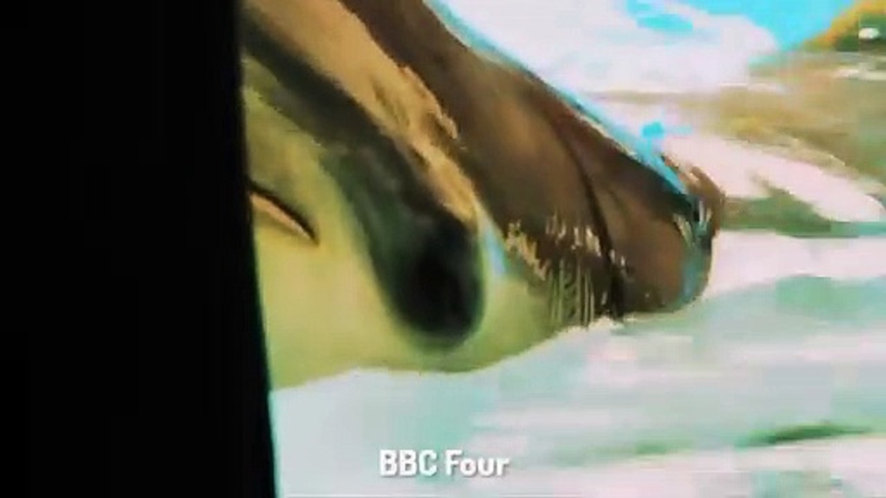 Der Delfin, der sich Selbst das Leben nahm