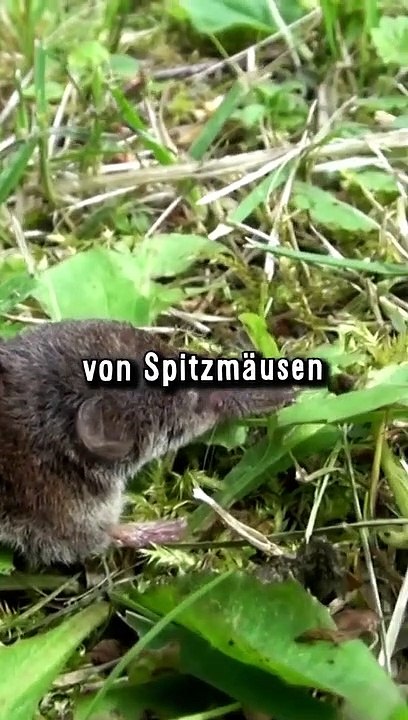 Spitzmaus Conga