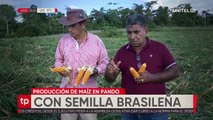 En Pando usan semilla de maíz comprada en Brasil y cosechan el triple de lo que se produce en el resto del país