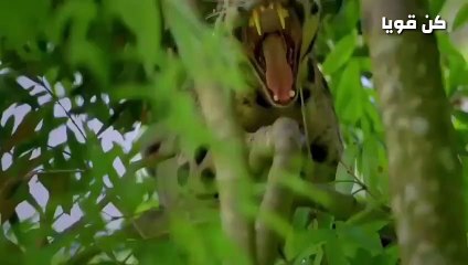 حيوانات شجاعه إستطاعت الهرب من موت محقق في عالم الحيوانات المفترسه؟!!