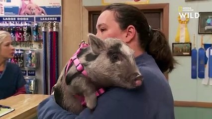 Stérilisation d'un cochon nain   NOËL AVEC DR POL