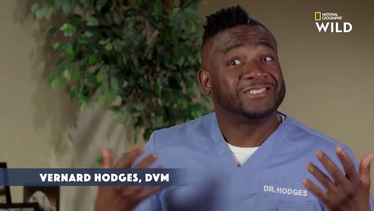 La mise bas difficile de 8 chiots Dobermann   CRITTER FIXERS  VÉTOS DE CHOC