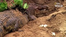 Les premiers instants de vie des alligators et crocodiles   PLANÈTE REPTILES