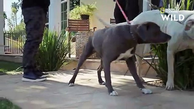 Ces deux chiens puissants sont une bombe à retardement CESAR MILLAN TEL MAÎTRE, TEL CHIEN