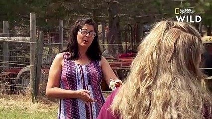 Ce cheval semble avoir la fièvre des transports   L'INCROYABLE DR POL