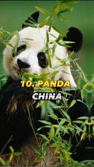Top 10 national animals from different countries