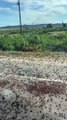 Cricket Swarms in Colorado