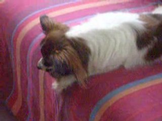 Angie joue avec sa balle sur le canapé