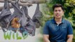 Why do hundreds of fruit bats reside in the trees in San Luis, Batangas? | Born to be Wild