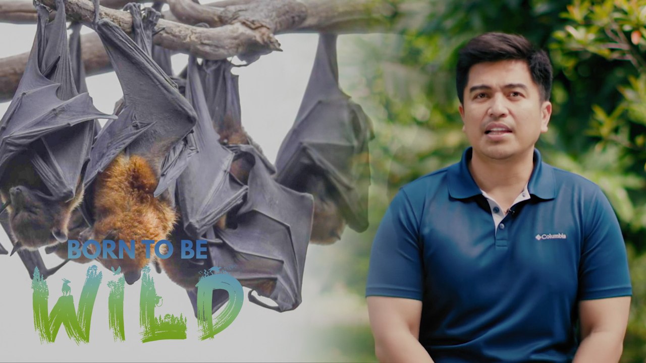 Why do hundreds of fruit bats reside in the trees in San Luis, Batangas? | Born to be Wild