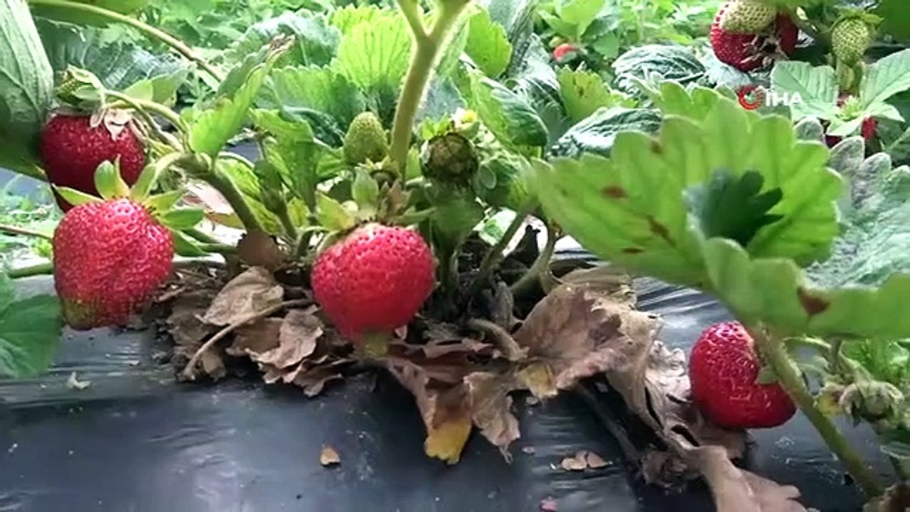 Tarladan çilek toplayıp satın alıyorlar