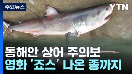 "상어가 나타났다!"...해수욕장 불청객 상어 주의보 / YTN
