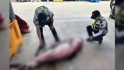 한반도 동해에 상어 출몰! 휴가철 안전 위협 🚨