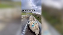 Watch: Expert sheepdog at work goes viral
