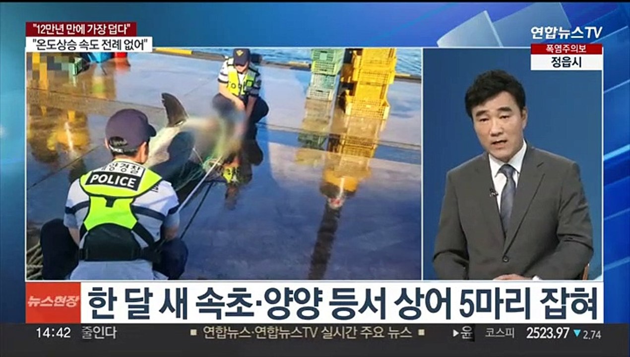 [이슈+] "12만년 만에 가장 덥다"…뜨거워진 동해에 상어 출물