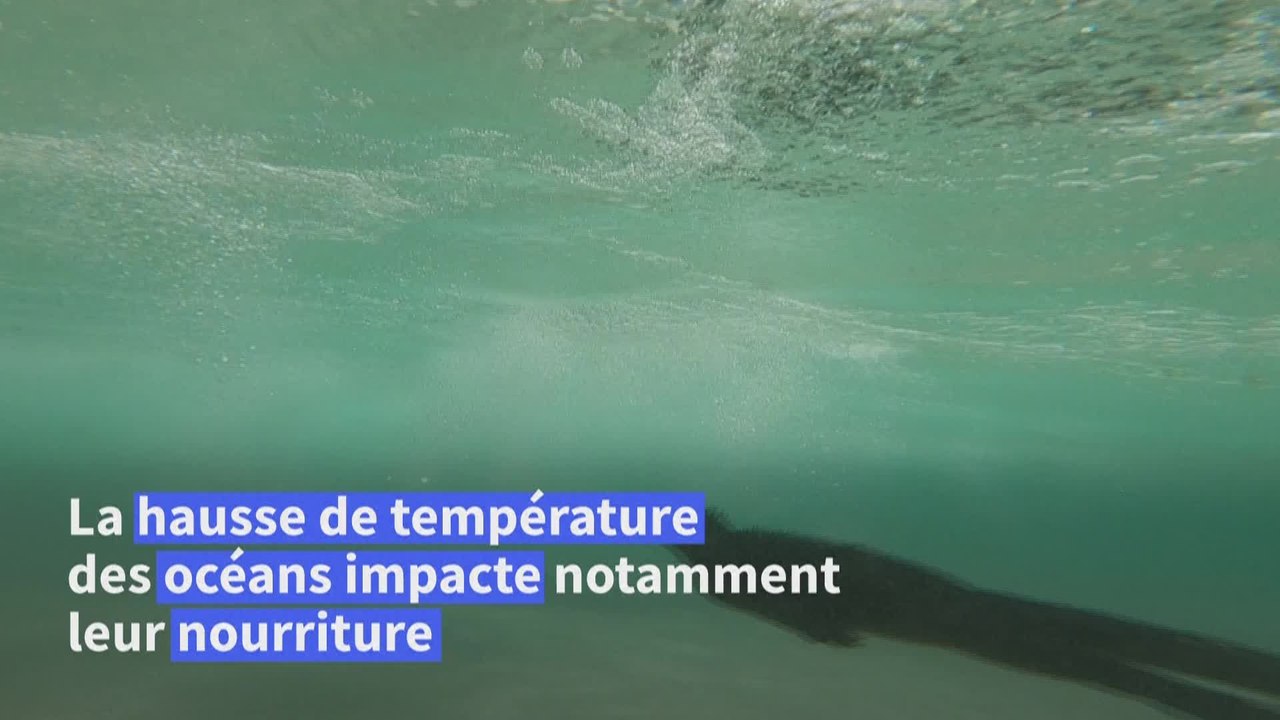 Le retour d'El Niño menace la faune et la flore des îles Galapagos