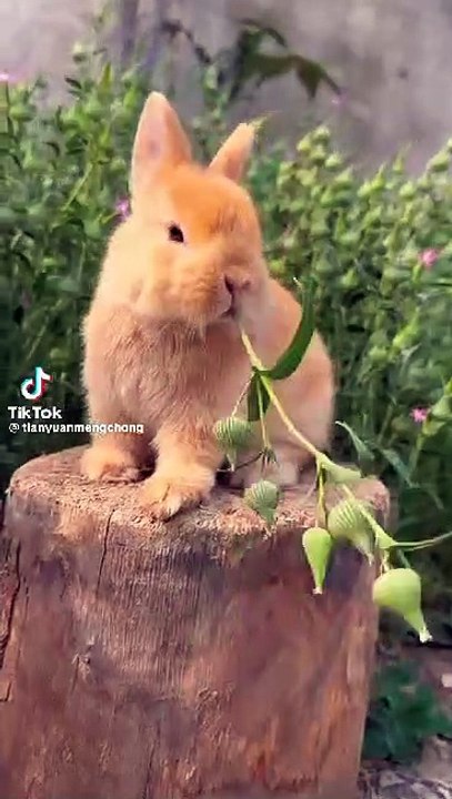 Cute rabbit