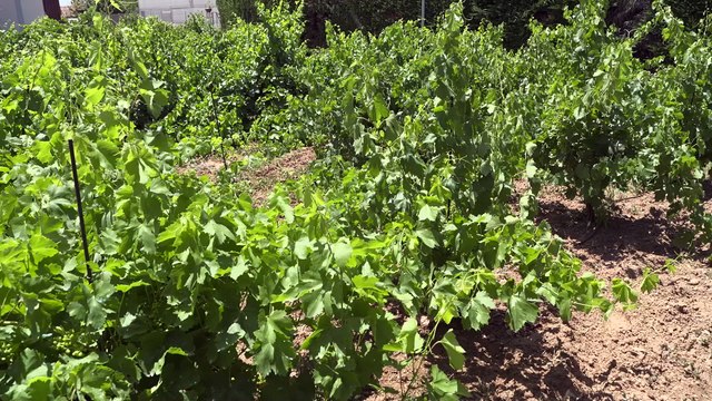 La bodega Pagos del Rey de Toro y su Museo acogen la cata final de V edición de ‘La Única’