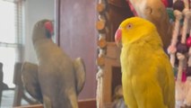 In-love Parrot flies to a male parrot's call on the laptop screen