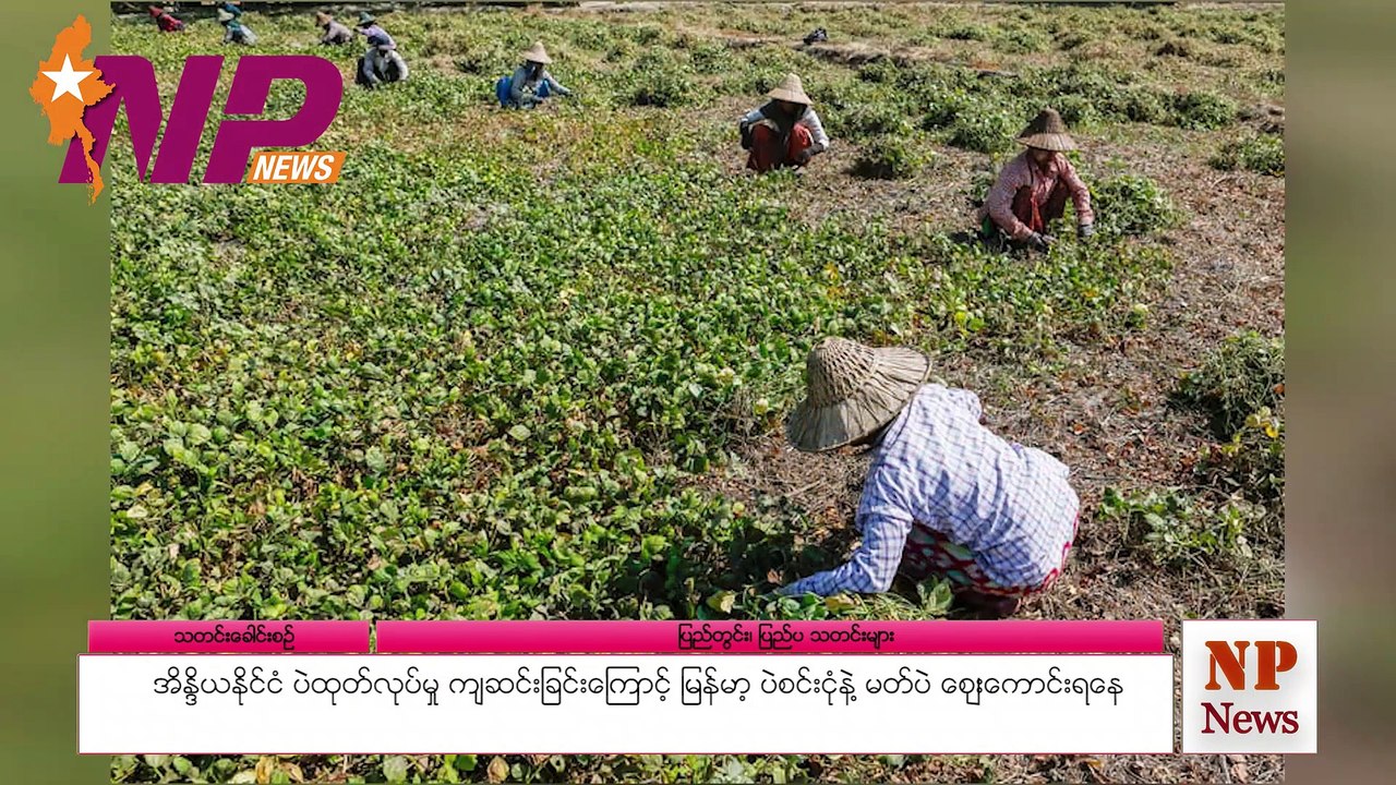အိန္ဒိယနိုင်ငံ ပဲထုတ်လုပ်မှု ကျဆင်းခြင်းကြောင့် မြန်မာ့ ပဲစင်းငုံနဲ့ မတ်ပဲ ဈေးကောင်းရနေ
