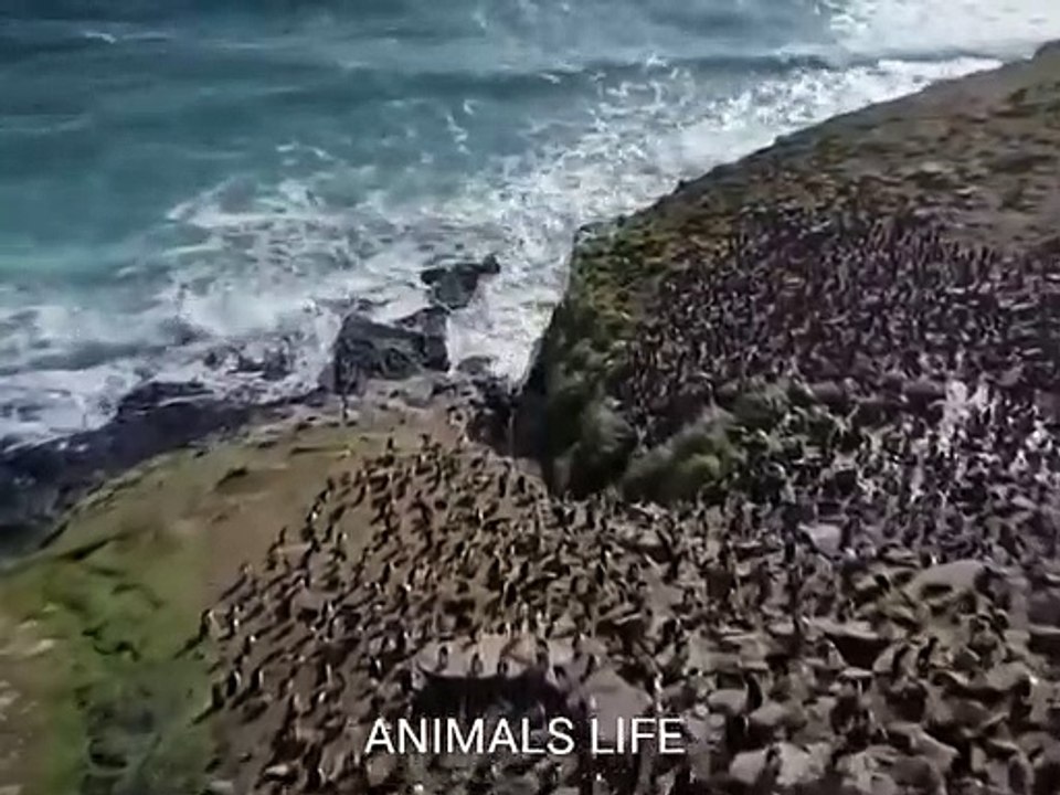 Animals Life.