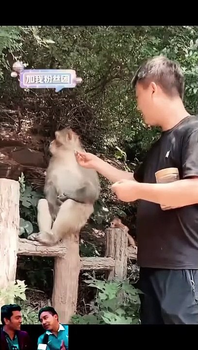 Funny monkey