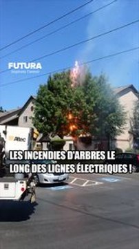 Un arbre prend feu en touchant une ligne électrique ! #science