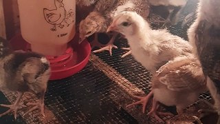 Perkembangan ayam kampung usia 2 dan 3 minggu