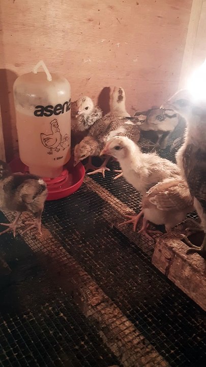 Perkembangan ayam kampung usia 2 dan 3 minggu