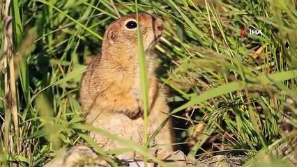 Nemrut Kalderası'nda ilk kez Anadolu sincabı görüntülendi