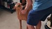 Dog goes insane with joy after receiving surprise visit from his dad II Heartsome