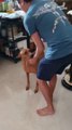 Dog goes insane with joy after receiving surprise visit from his dad II Heartsome