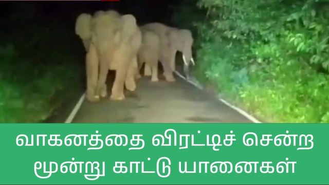 நீலகிரி: வாகனத்தை விரட்டிய காட்டு யானைகள்-பகீர் வீடியோ!